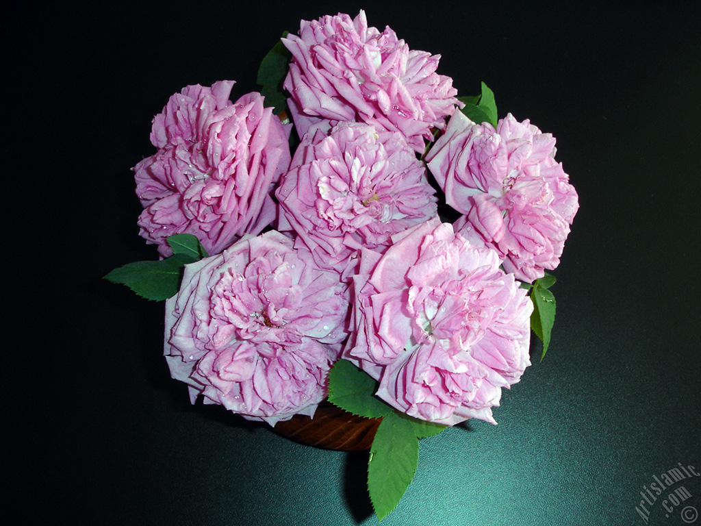Pink rose photo.
