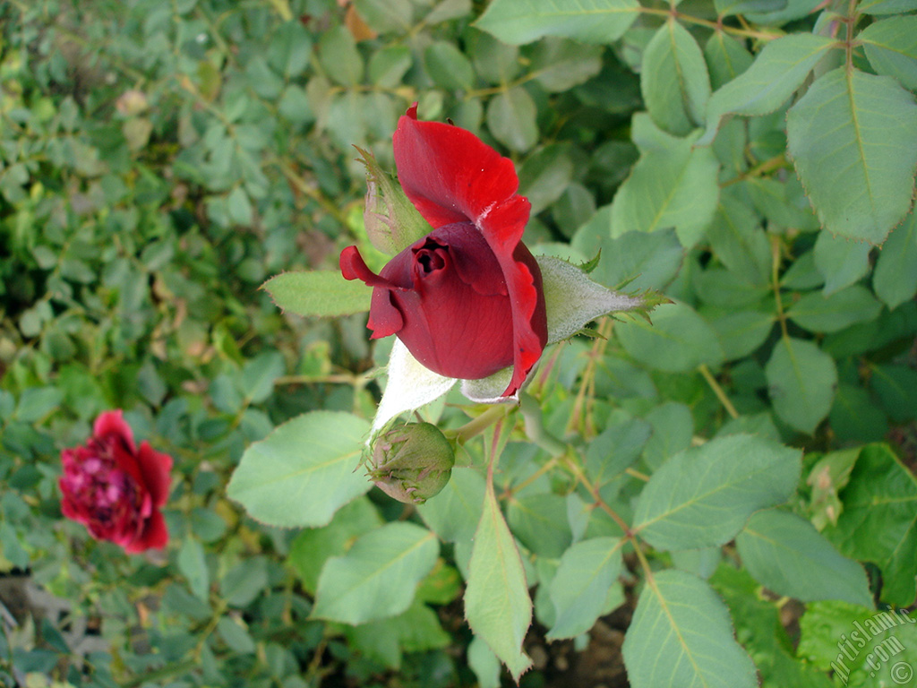 Red rose photo.

