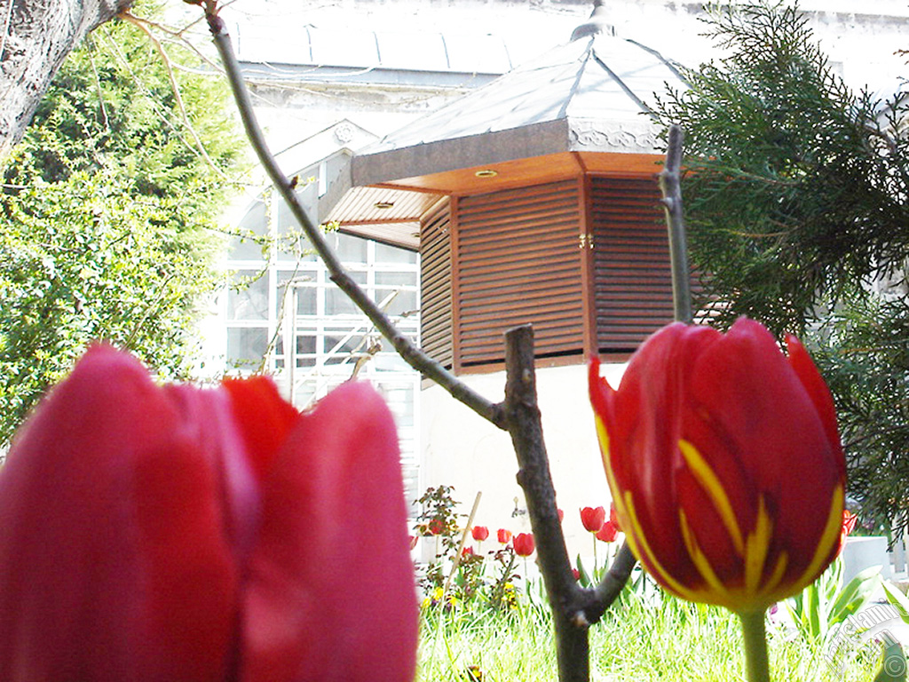 Red-yellow color Turkish-Ottoman Tulip photo.
