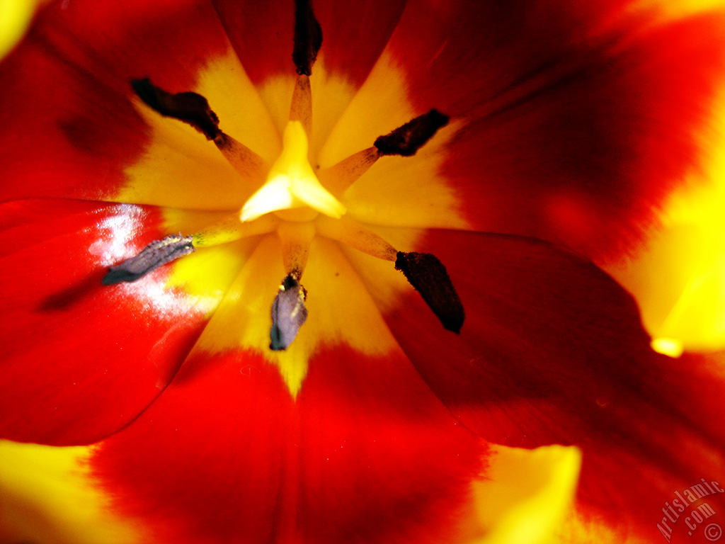 Red-yellow color Turkish-Ottoman Tulip photo.
