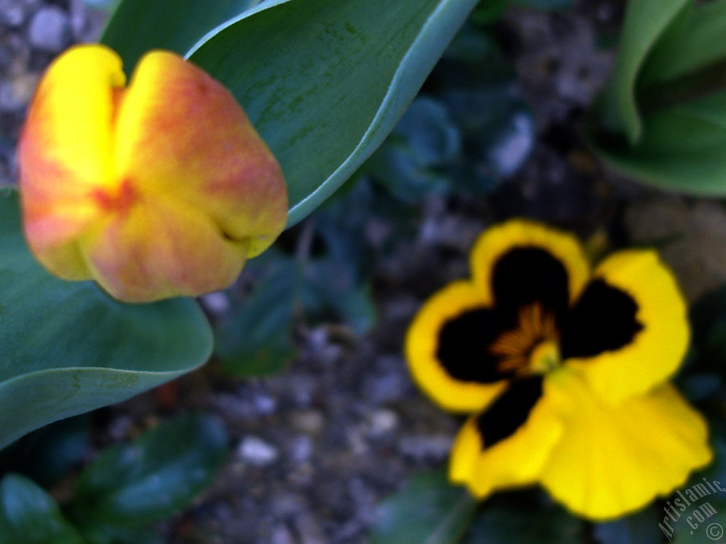 Yellow color Turkish-Ottoman Tulip photo.
