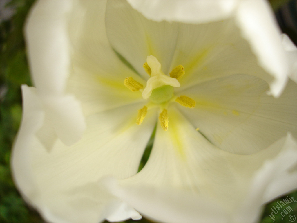 White color Turkish-Ottoman Tulip photo.
