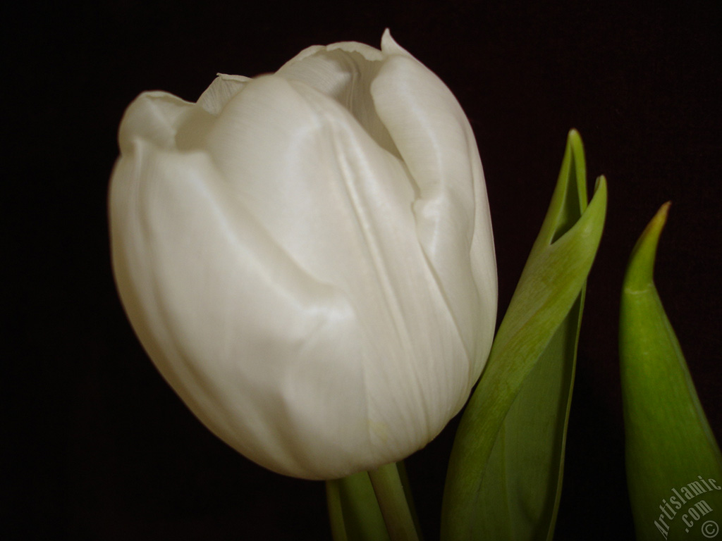 White color Turkish-Ottoman Tulip photo.
