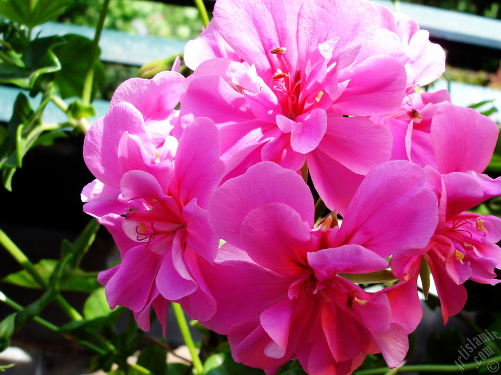 Pink Colored Pelargonia -Geranium- flower.
