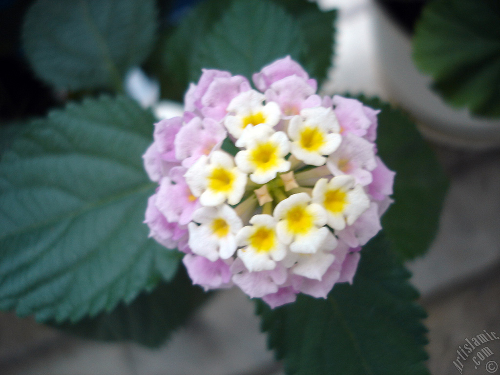 Lantana camara -bush lantana- flower.
