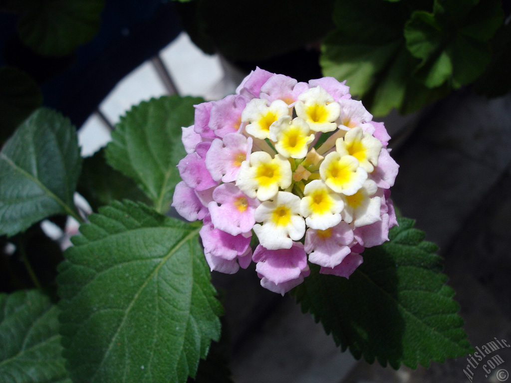 Lantana camara -bush lantana- flower.
