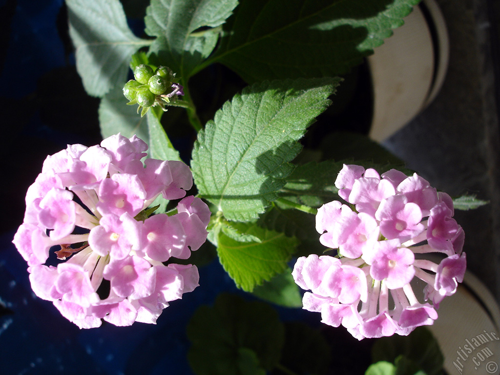 Lantana camara -bush lantana- flower.
