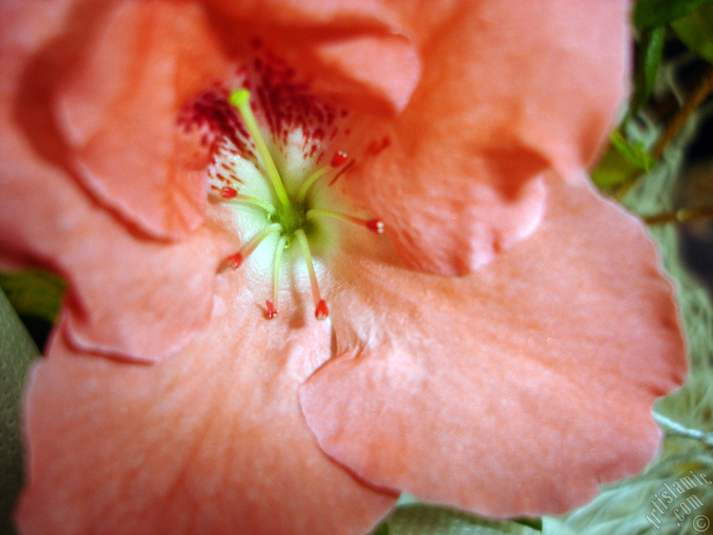 Pink color Azalea -Rhododendron- flower.
