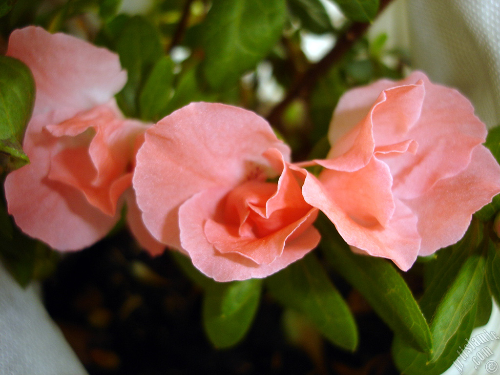 Pink color Azalea -Rhododendron- flower.

