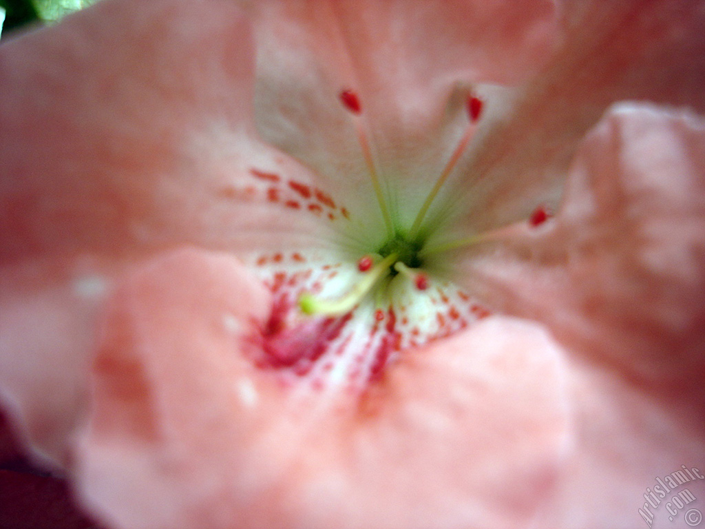 Pink color Azalea -Rhododendron- flower.
