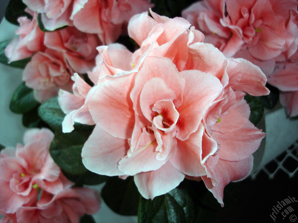 Pink color Azalea -Rhododendron- flower.
