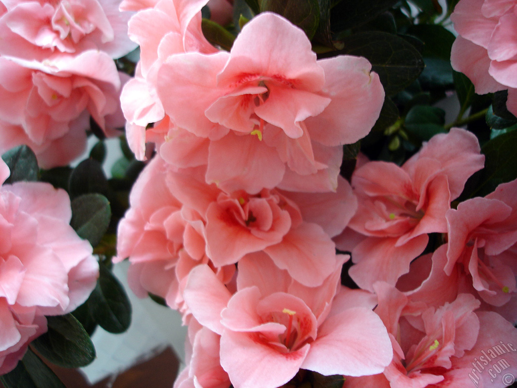 Pink color Azalea -Rhododendron- flower.
