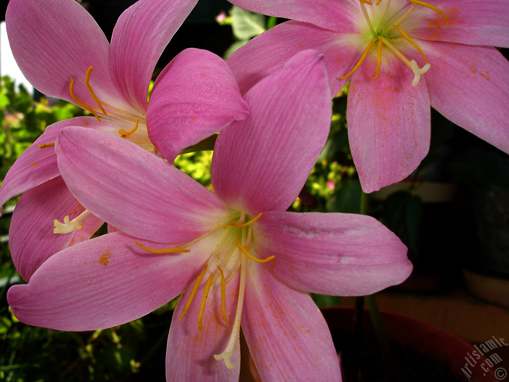 Pink color flower similar to lily.
