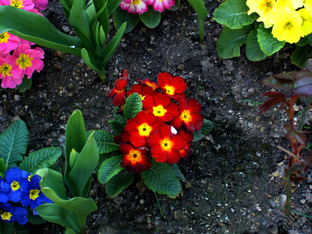 A primrose flower photo.
