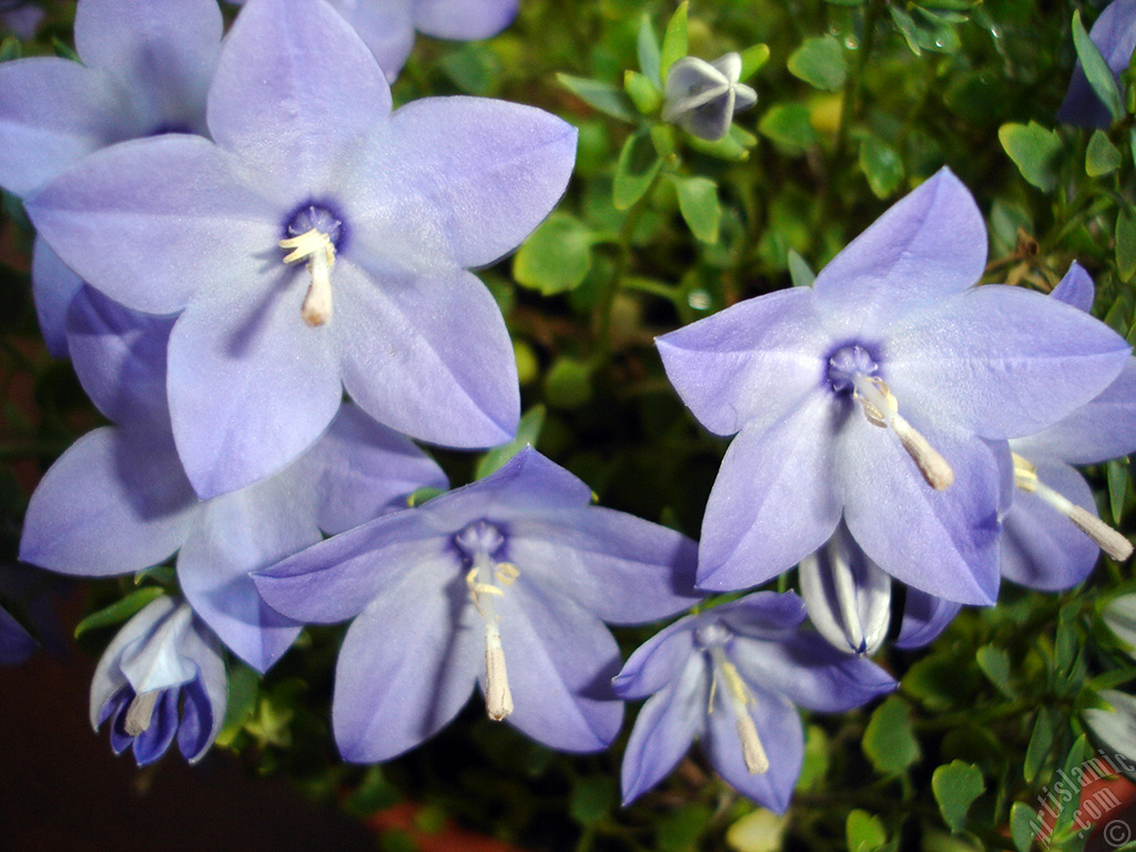 Balloon Flower -Chinese Bellflower-.
