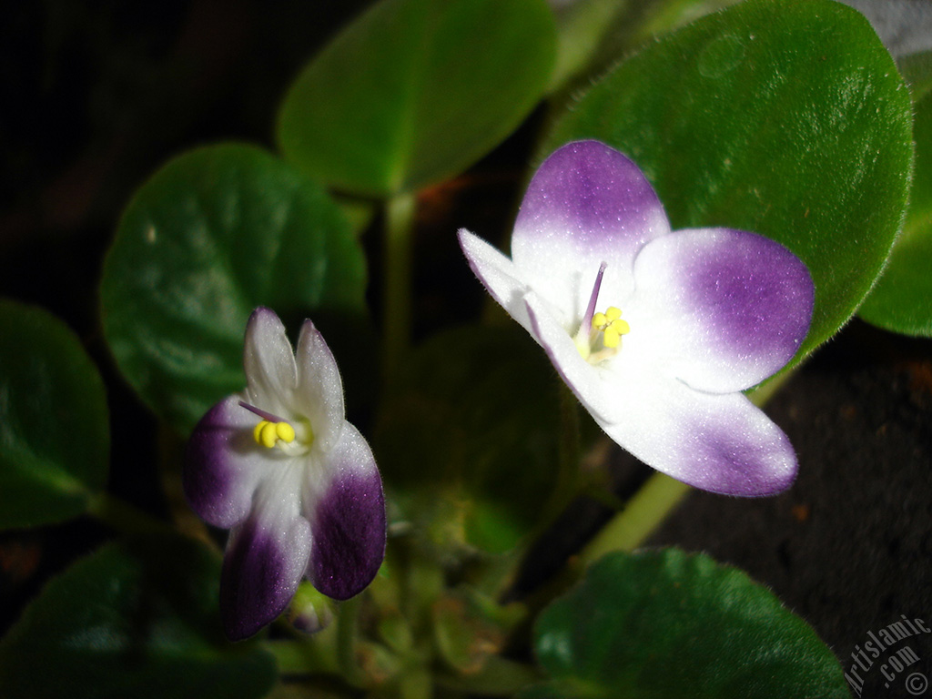 Purple and white color African violet.
