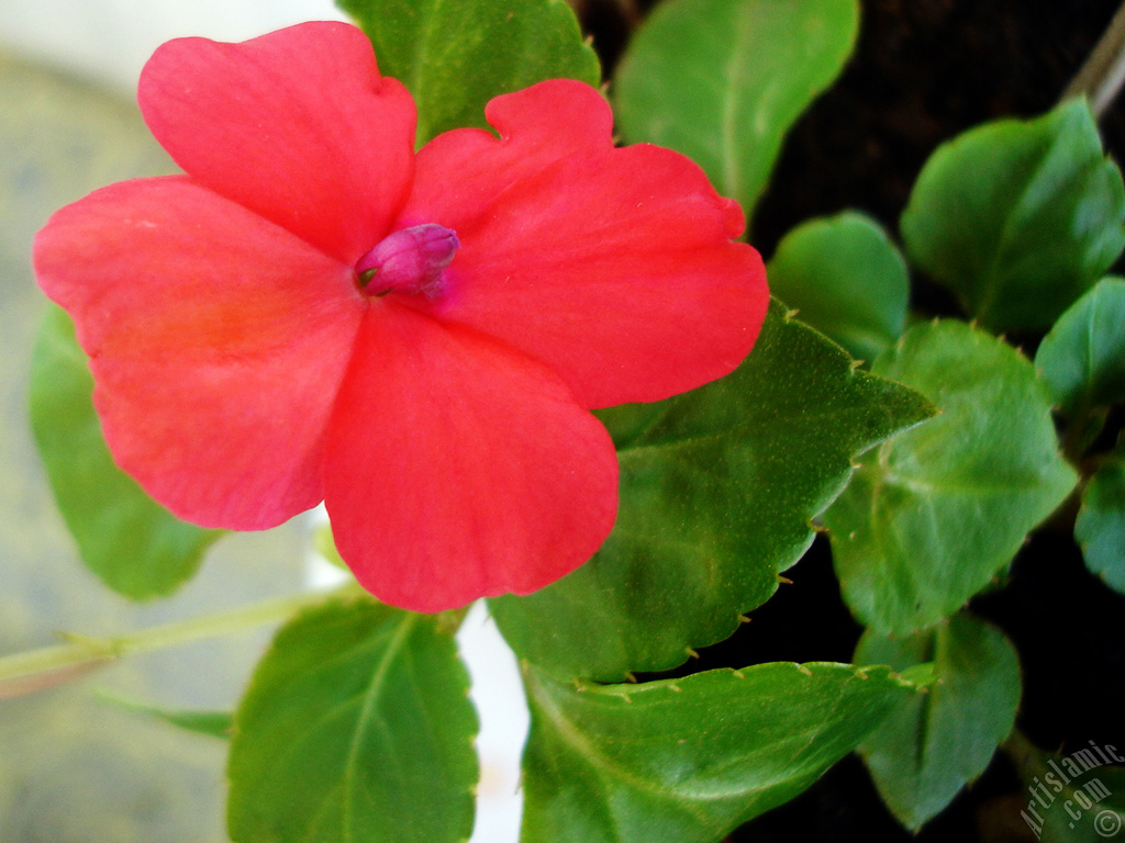 Garden Balsam, -Touch-me-not, Jewel Weed- flower.
