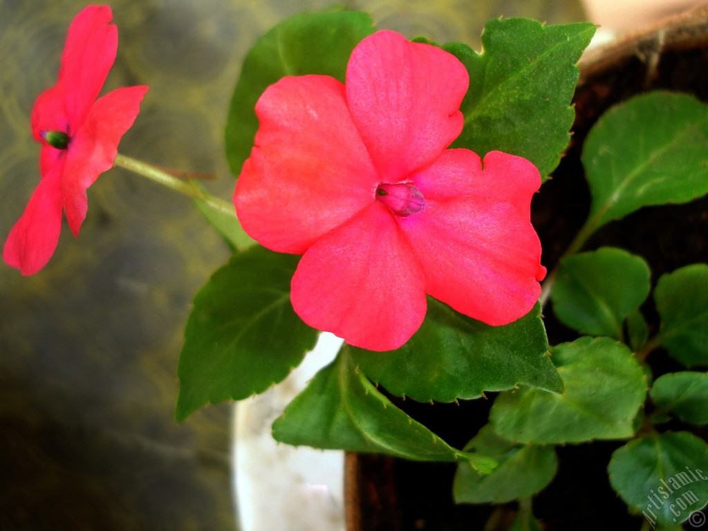 Garden Balsam, -Touch-me-not, Jewel Weed- flower.
