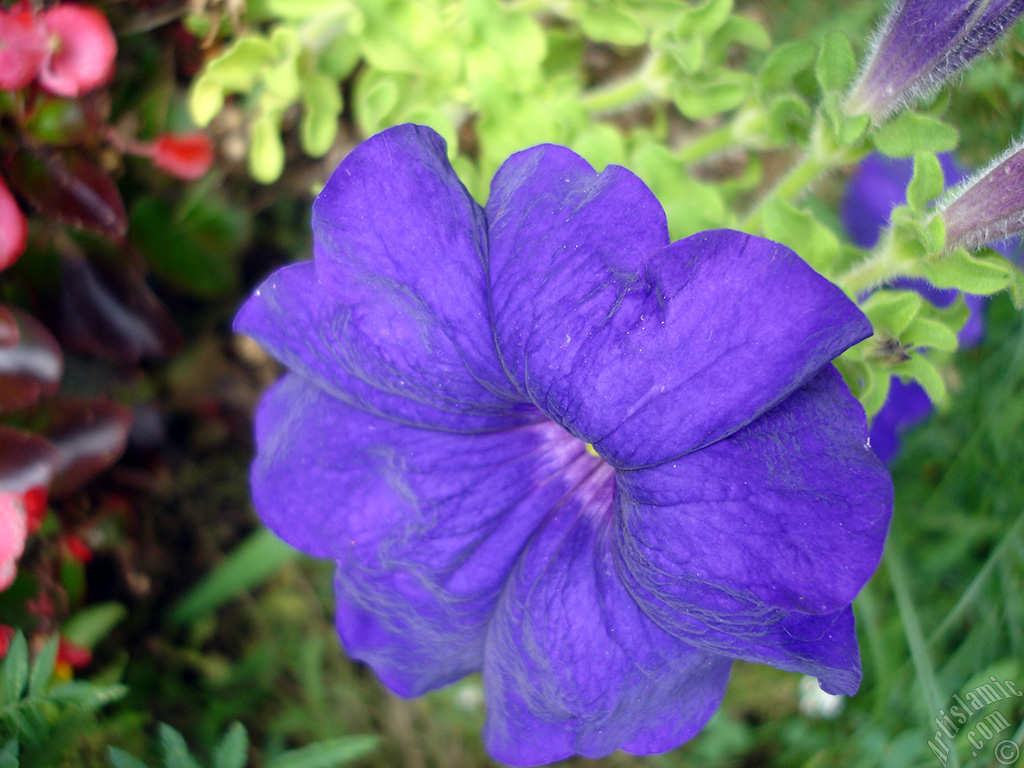 Purple Petunia flower.
