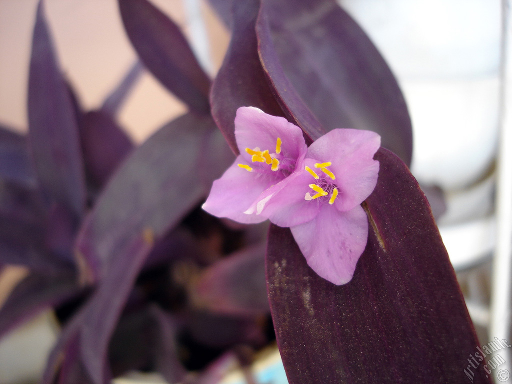 Purple Heart -Purple Queen- flower.
