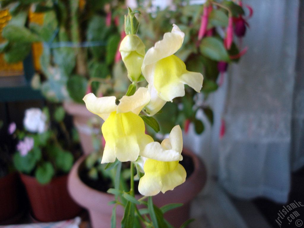 Yellow Snapdragon flower.
