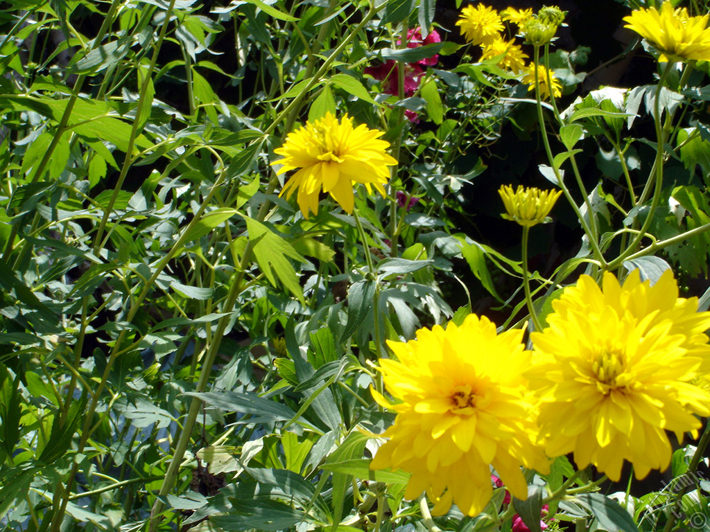 Yellow color Double Kerria -Wild Rose, Japanese Rose- flower.
