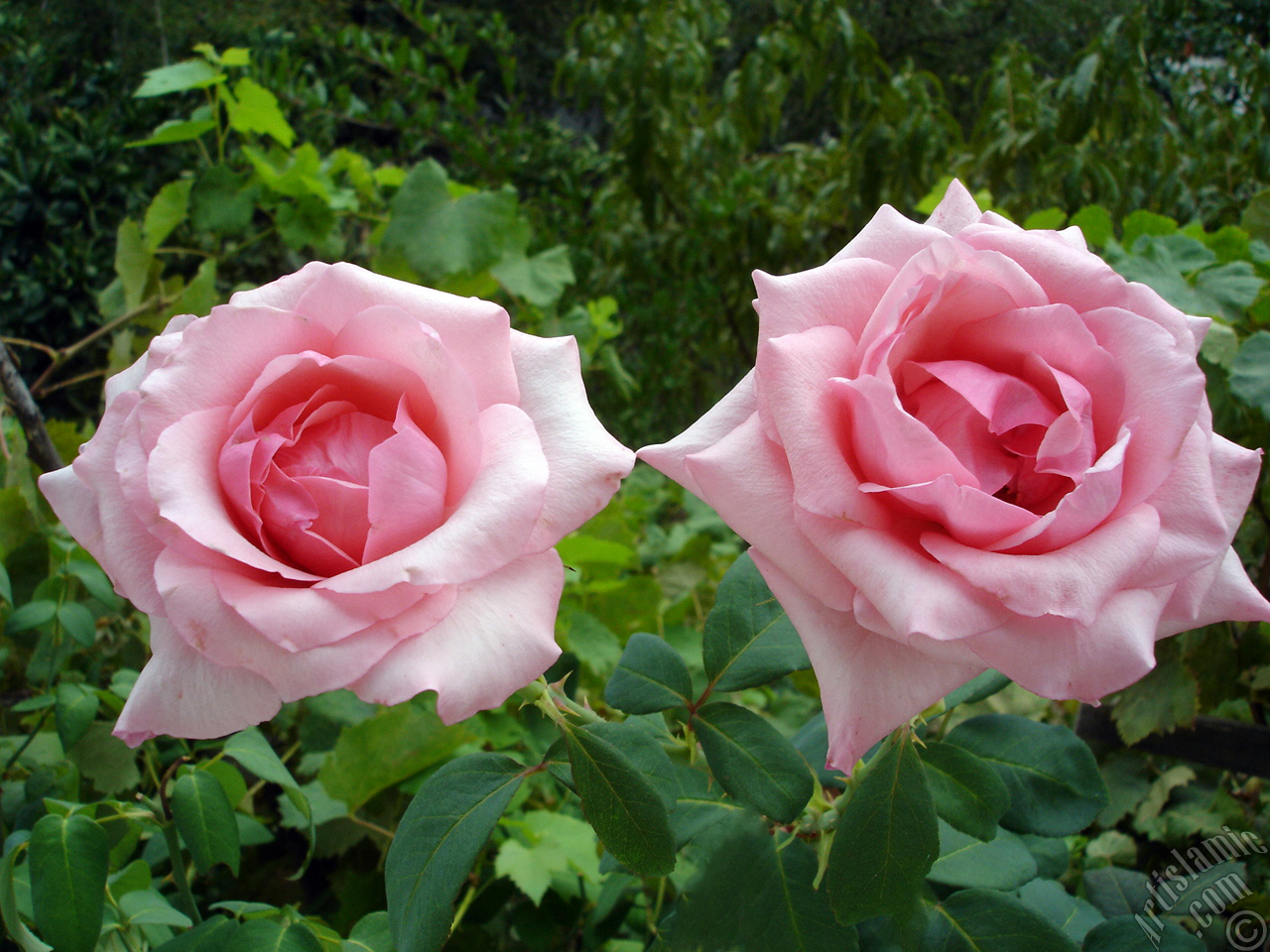 Pink rose photo.

