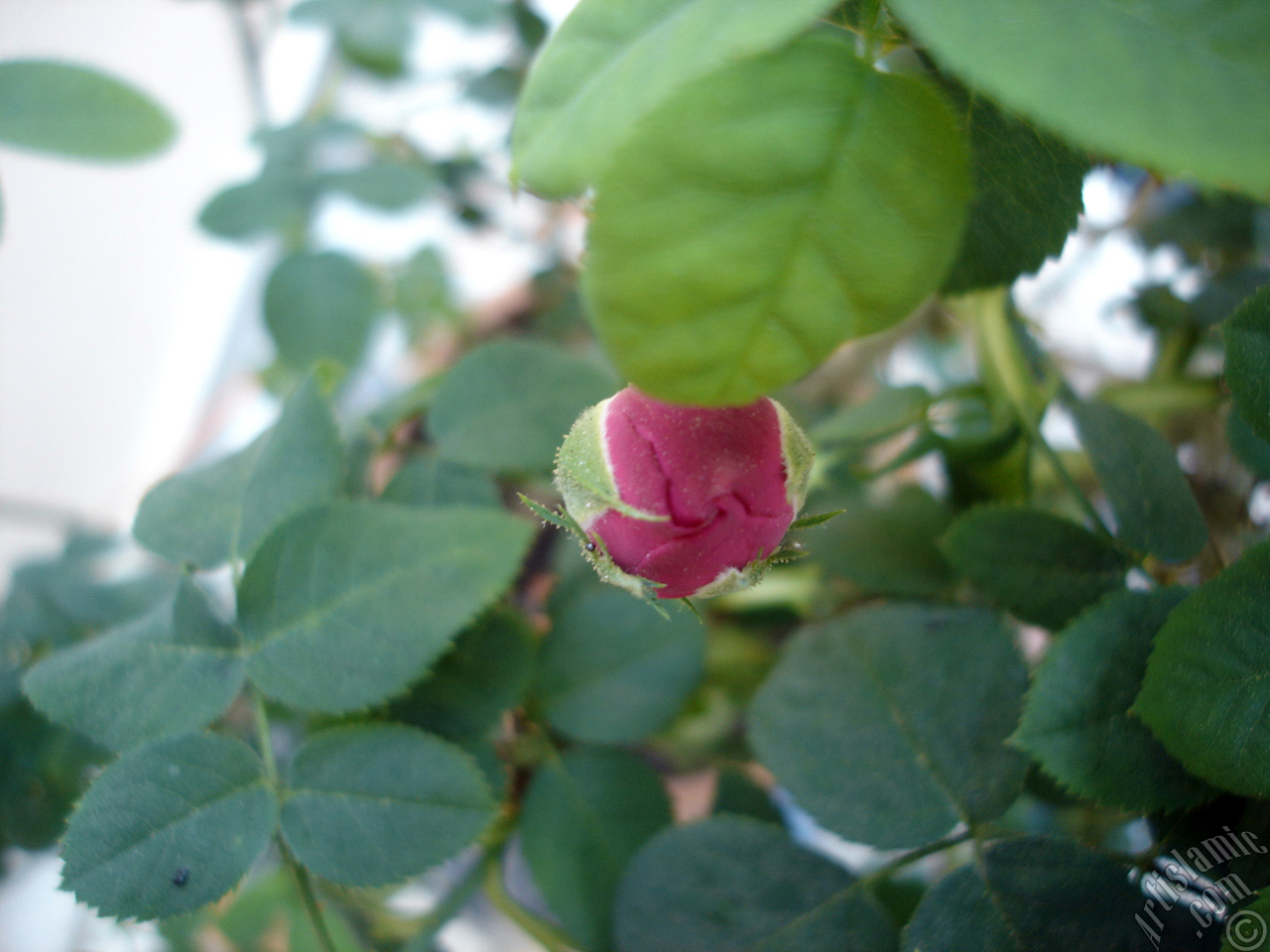 Pink rose photo.
