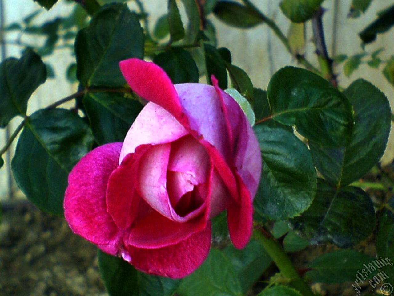 Red rose photo.
