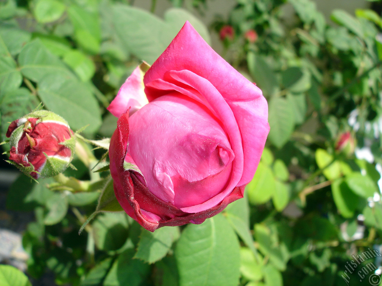 Red rose photo.
