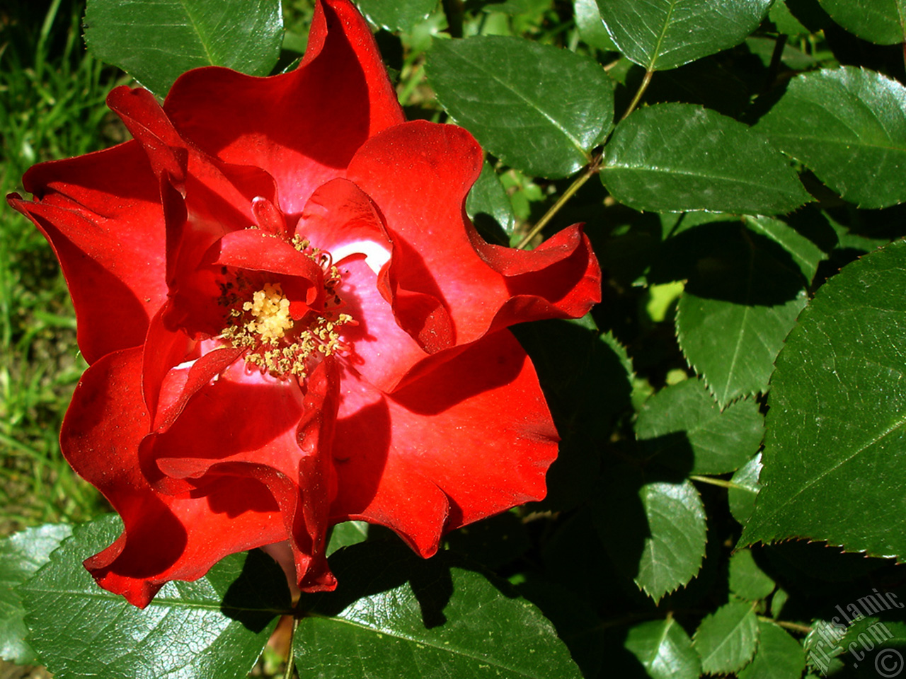 Red rose photo.
