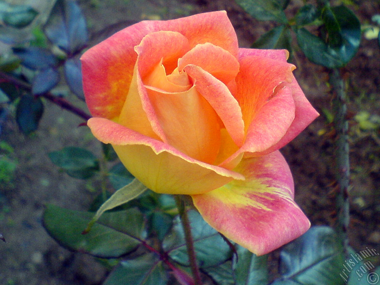 Variegated (mottled) rose photo.
