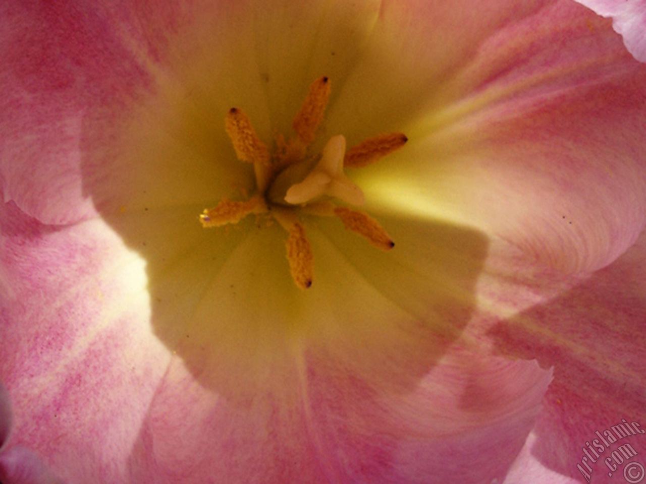 Pink color Turkish-Ottoman Tulip photo.

