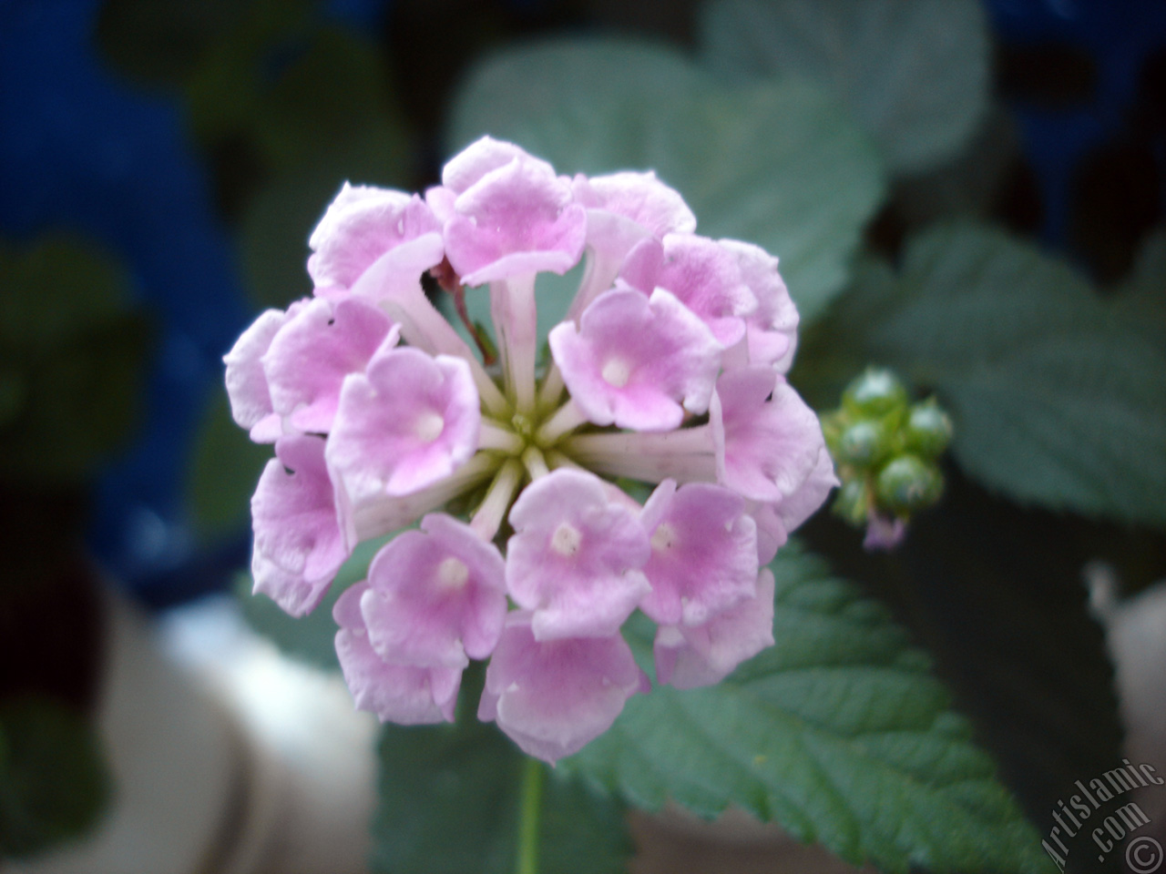 Lantana camara -bush lantana- flower.

