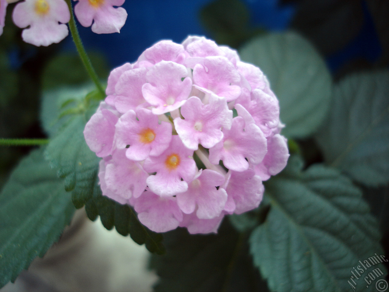 Lantana camara -bush lantana- flower.
