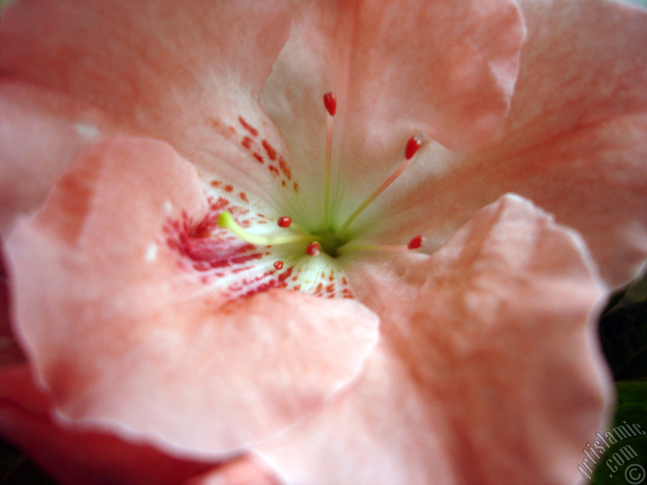 Pink color Azalea -Rhododendron- flower.
