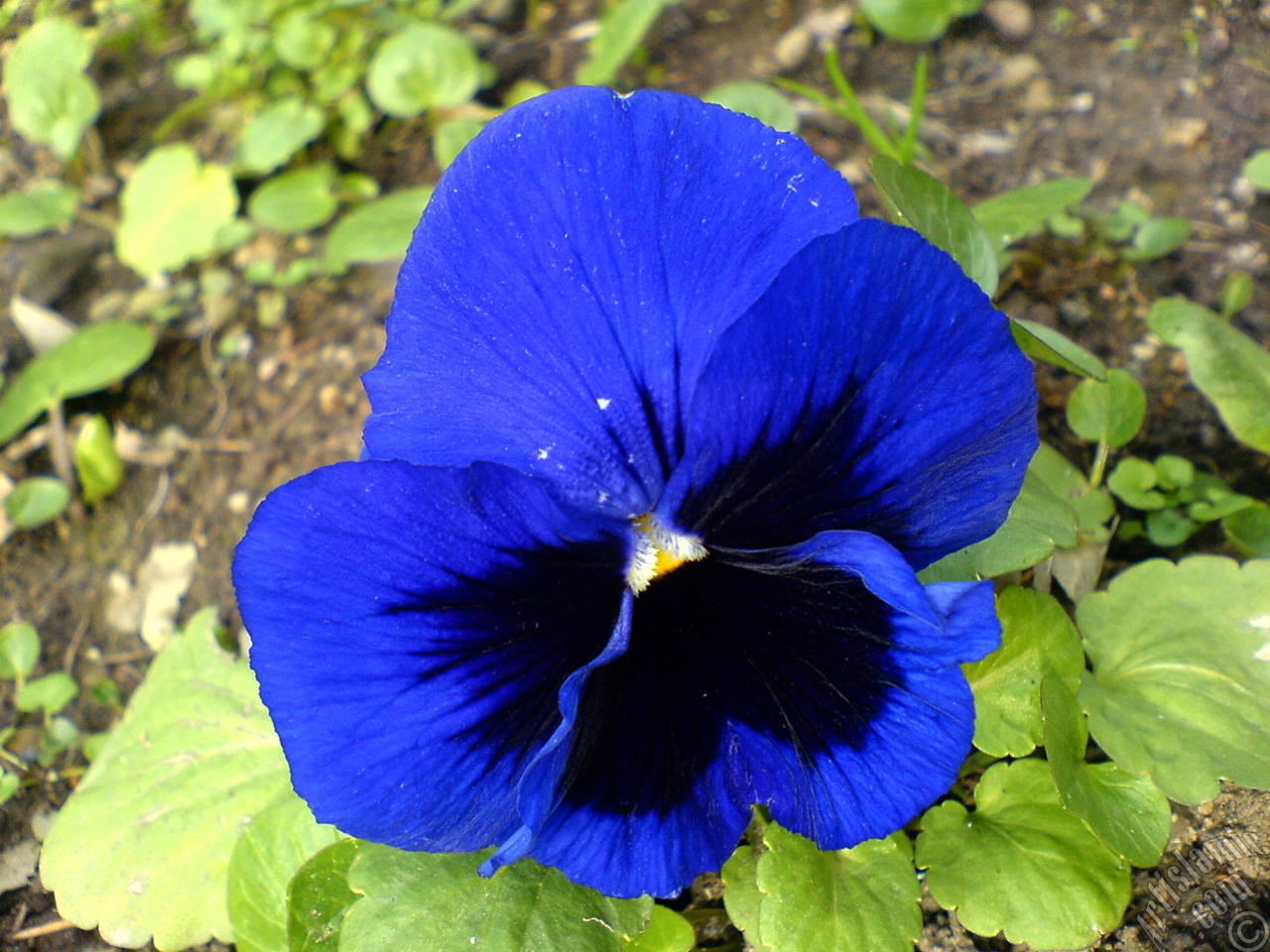 Dark blue color Viola Tricolor -Heartsease, Pansy, Multicoloured Violet, Johnny Jump Up- flower.

