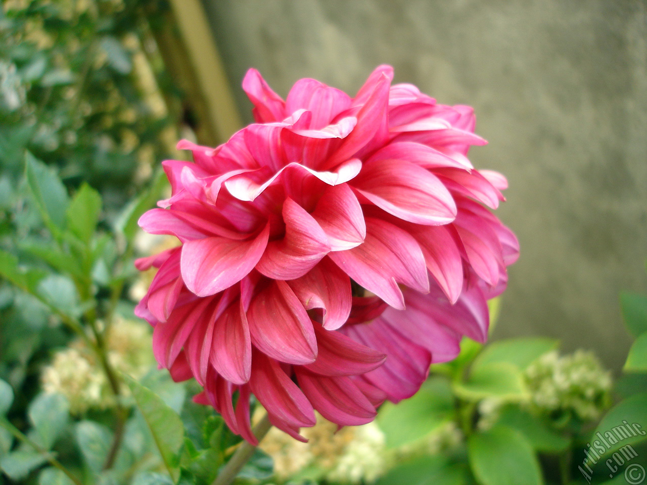Dahlia flower.
