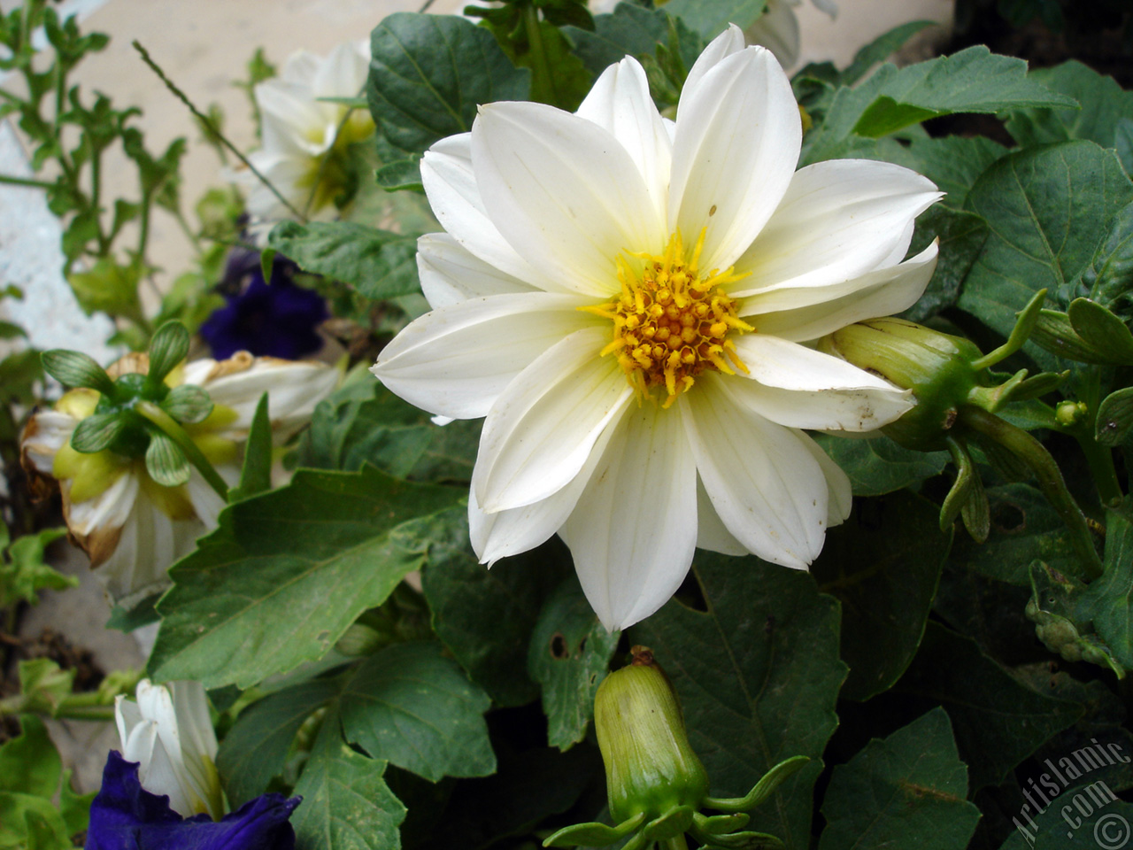 Dahlia flower.
