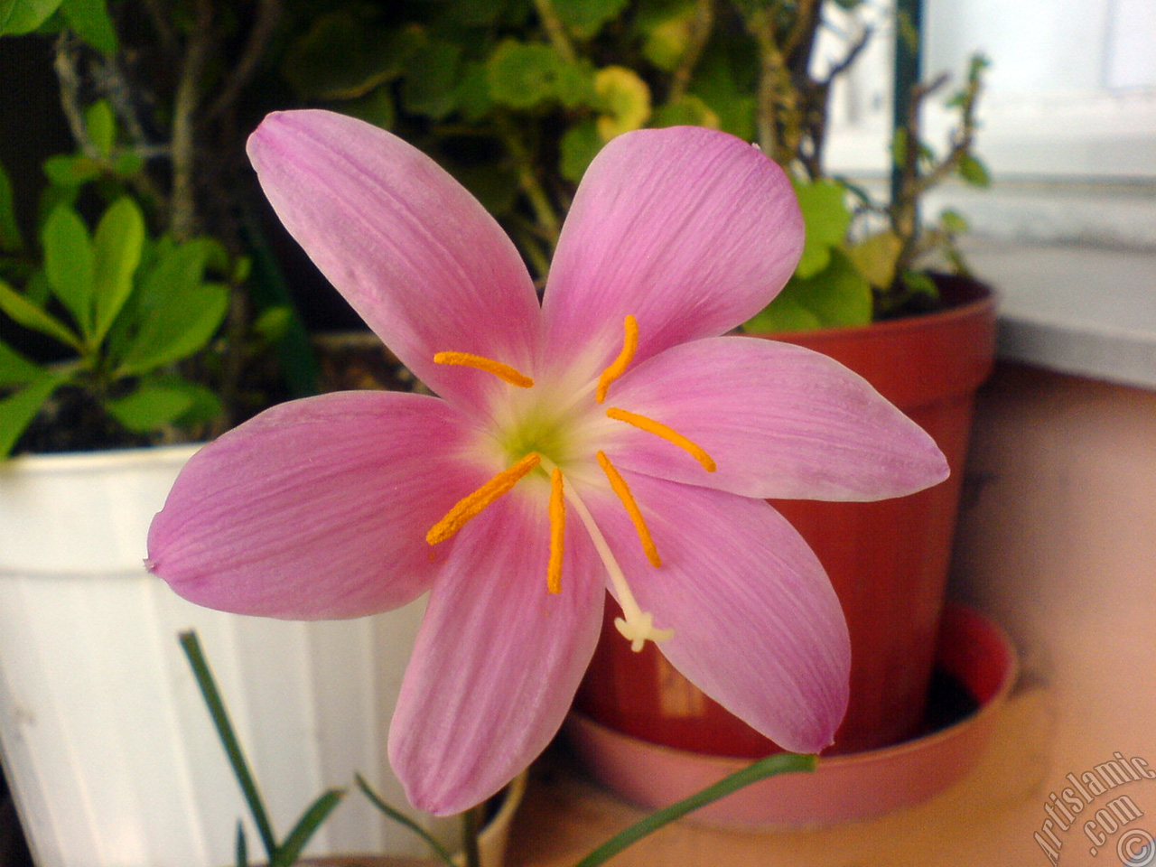 Pink color flower similar to lily.
