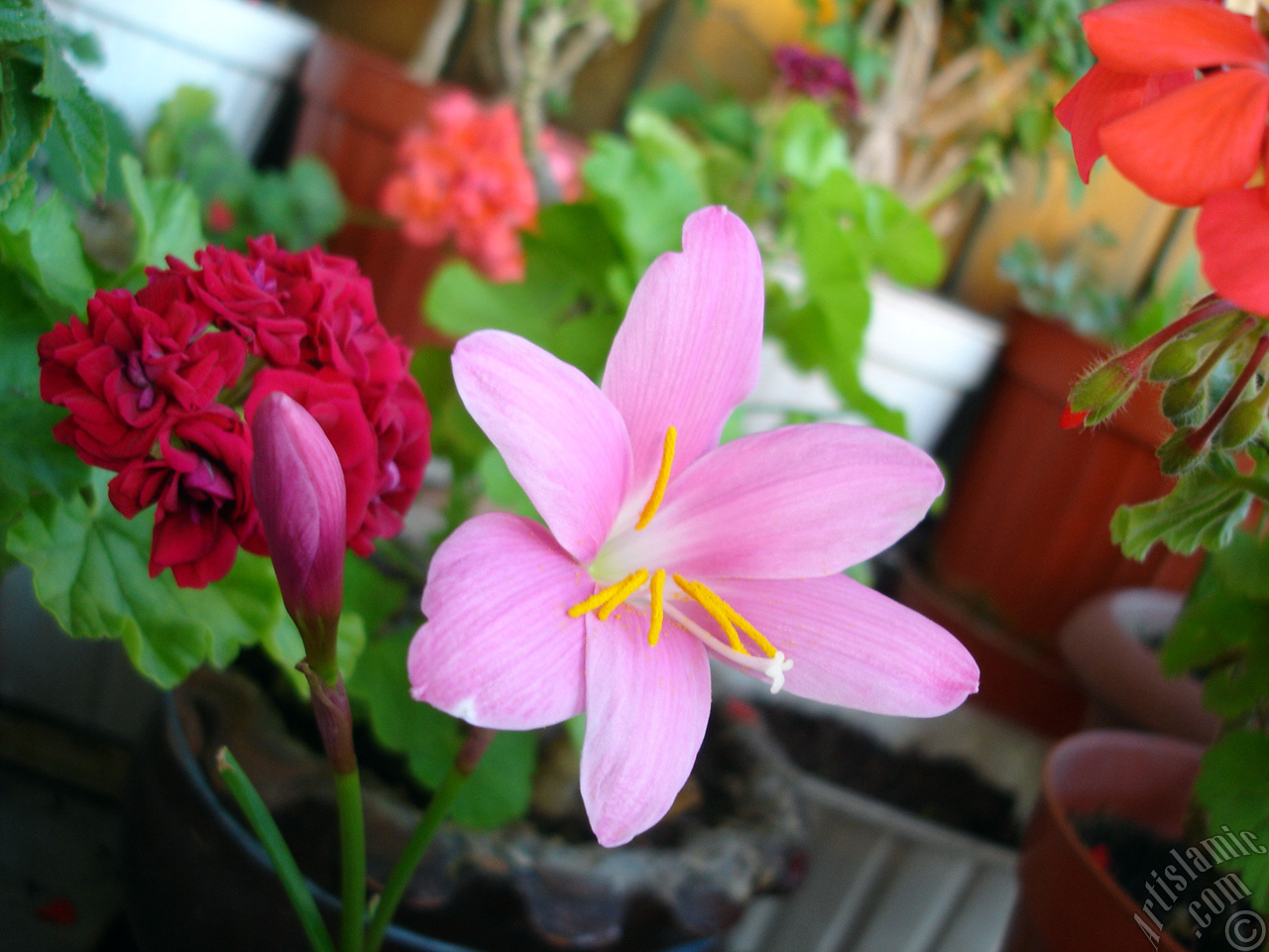 Pink color flower similar to lily.
