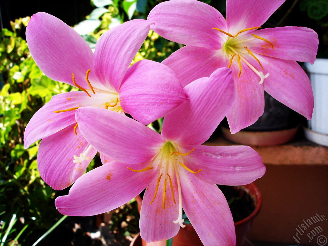 Pink color flower similar to lily.
