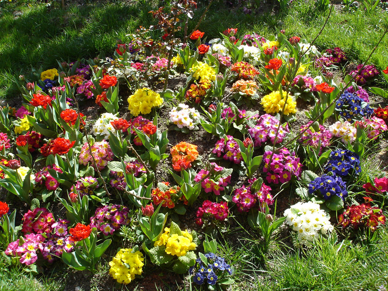 A primrose flower photo.
