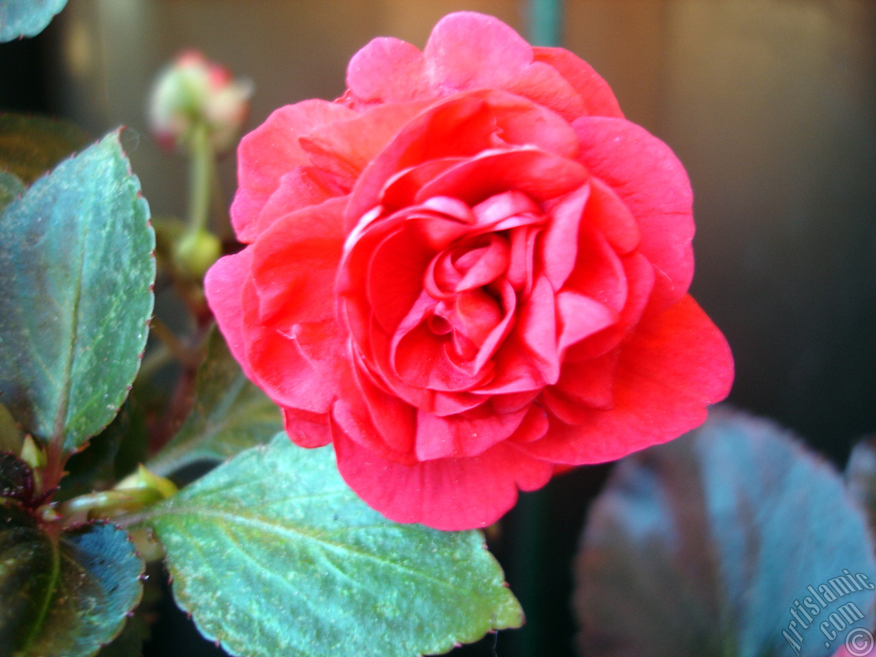 Red color Begonia Elatior flower.
