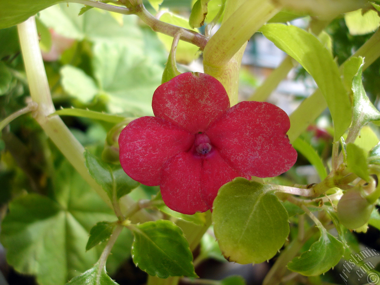Garden Balsam, -Touch-me-not, Jewel Weed- flower.
