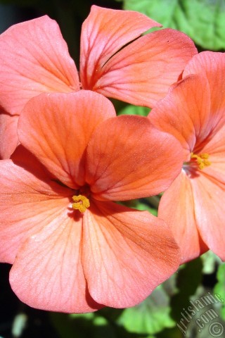 A mobile wallpaper and MMS picture for Apple iPhone 7s, 6s, 5s, 4s, Plus, iPods, iPads, New iPads, Samsung Galaxy S Series and Notes, Sony Ericsson Xperia, LG Mobile Phones, Tablets and Devices: Red Colored Pelargonia -Geranium- flower.
