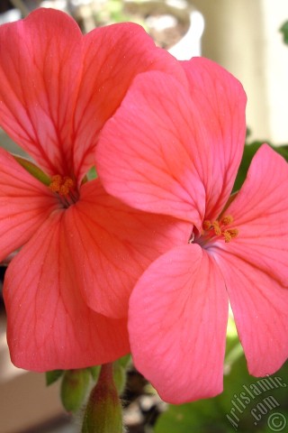 A mobile wallpaper and MMS picture for Apple iPhone 7s, 6s, 5s, 4s, Plus, iPods, iPads, New iPads, Samsung Galaxy S Series and Notes, Sony Ericsson Xperia, LG Mobile Phones, Tablets and Devices: Red Colored Pelargonia -Geranium- flower.
