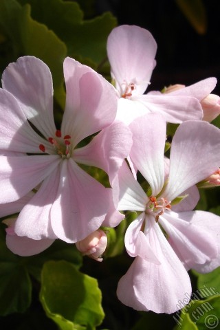 A mobile wallpaper and MMS picture for Apple iPhone 7s, 6s, 5s, 4s, Plus, iPods, iPads, New iPads, Samsung Galaxy S Series and Notes, Sony Ericsson Xperia, LG Mobile Phones, Tablets and Devices: Pink Colored Pelargonia -Geranium- flower.
