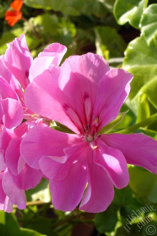 A mobile wallpaper and MMS picture for Apple iPhone 7s, 6s, 5s, 4s, Plus, iPods, iPads, New iPads, Samsung Galaxy S Series and Notes, Sony Ericsson Xperia, LG Mobile Phones, Tablets and Devices: Pink Colored Pelargonia -Geranium- flower.
