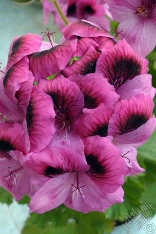 A mobile wallpaper and MMS picture for Apple iPhone 7s, 6s, 5s, 4s, Plus, iPods, iPads, New iPads, Samsung Galaxy S Series and Notes, Sony Ericsson Xperia, LG Mobile Phones, Tablets and Devices: Dark pink mottled Pelargonia -Geranium- flower.
